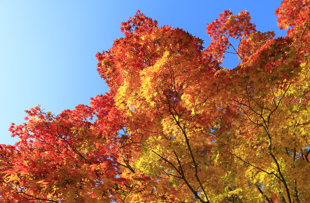 奥入瀬の紅葉