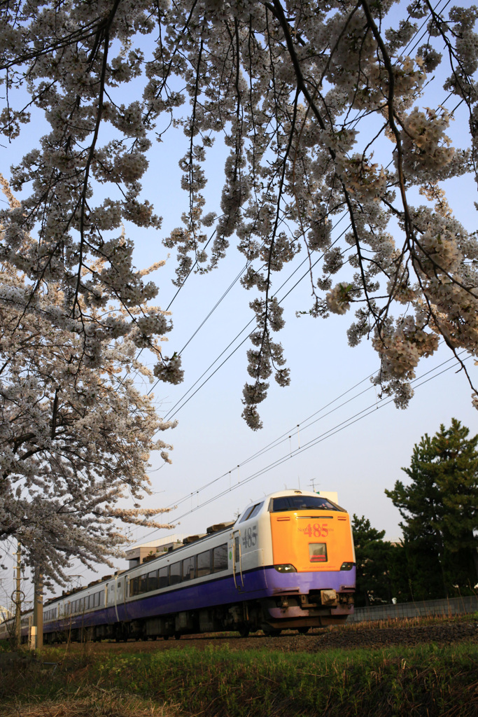 桜と特急はくちょう