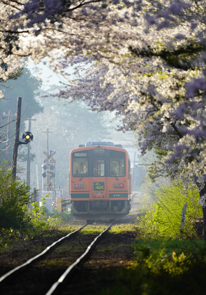津軽鉄道と桜のトンネル