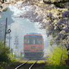 津軽鉄道と桜のトンネル