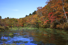 秋のグダリ沼