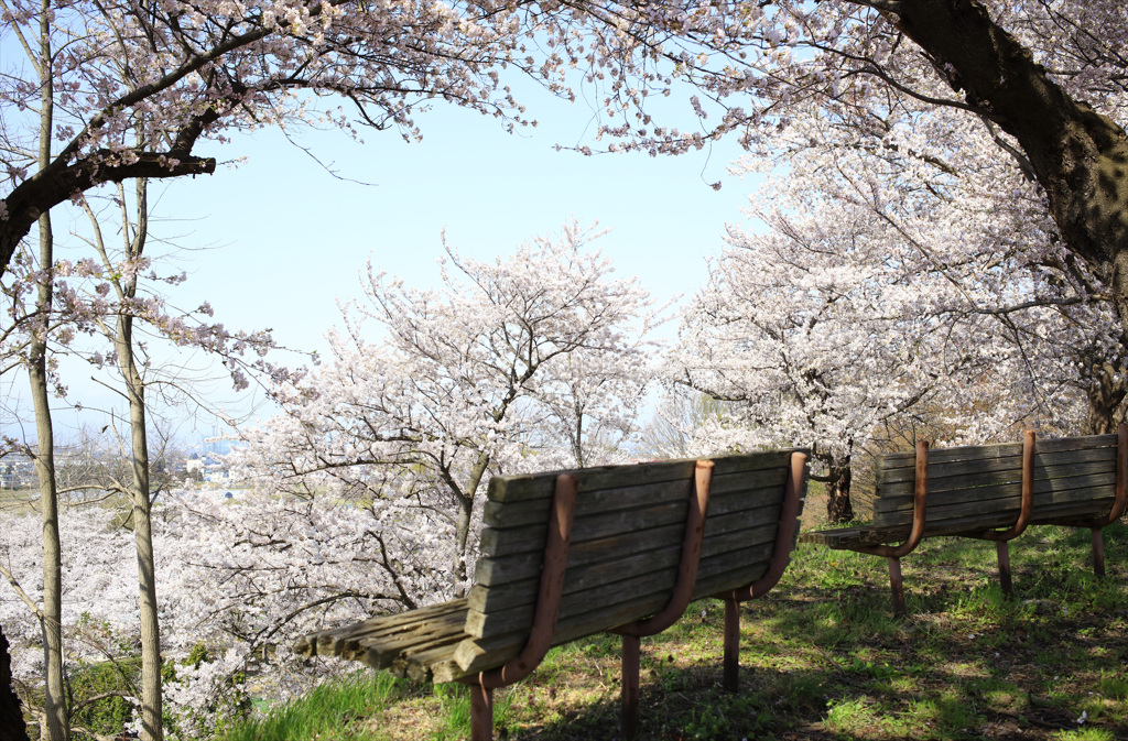 黒石　東公園の桜
