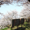 黒石　東公園の桜