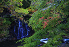 中野もみじ山　３