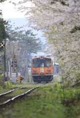 春の金木公園