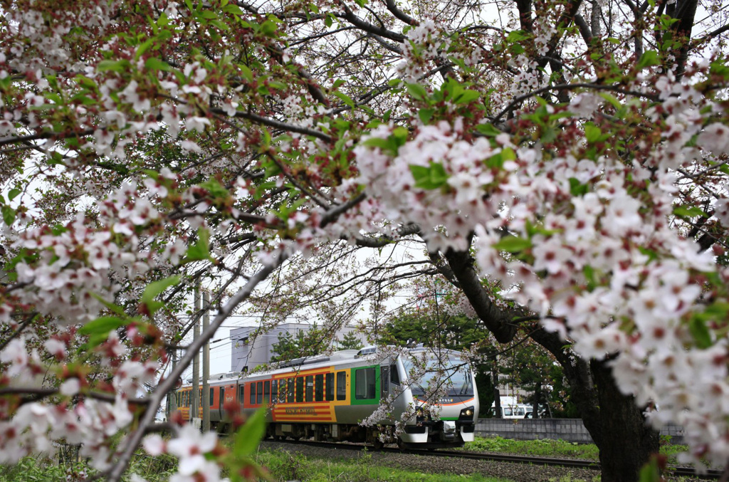 桜とリゾートあすなろ