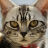 アメショーの子猫