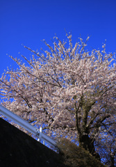 八戸の桜