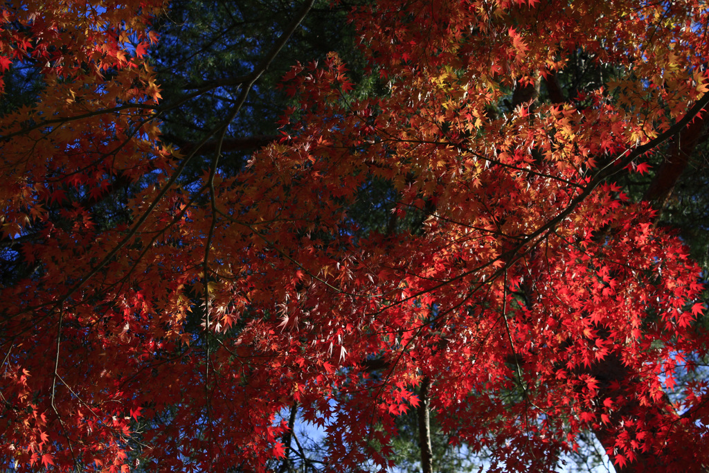 真っ赤な紅葉