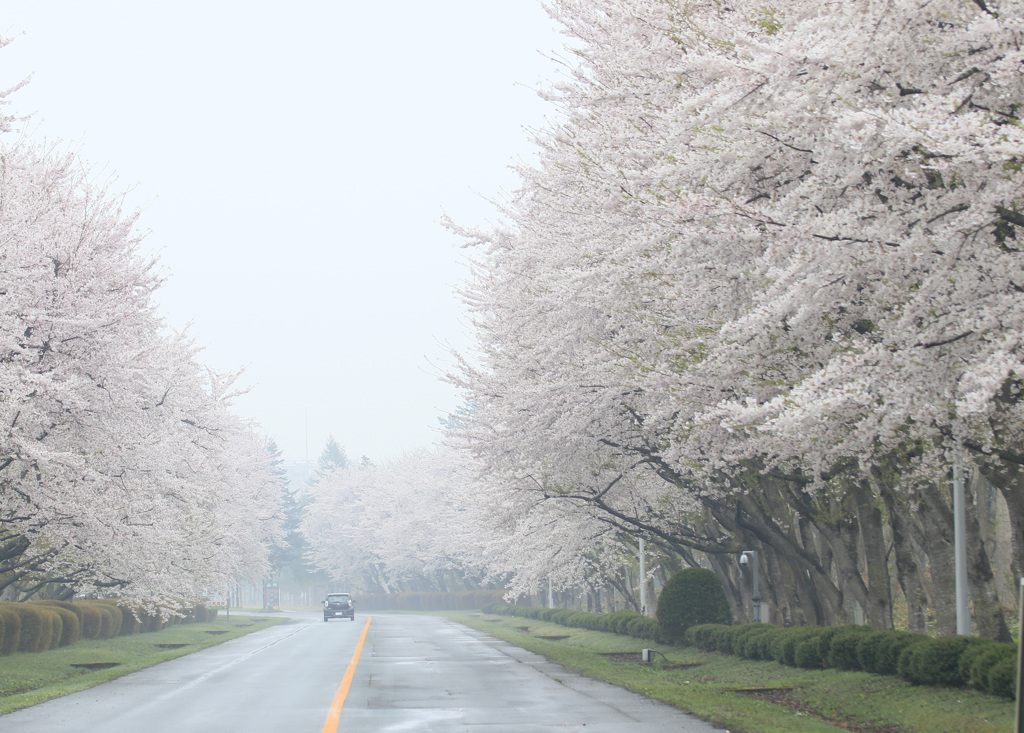 桜並木