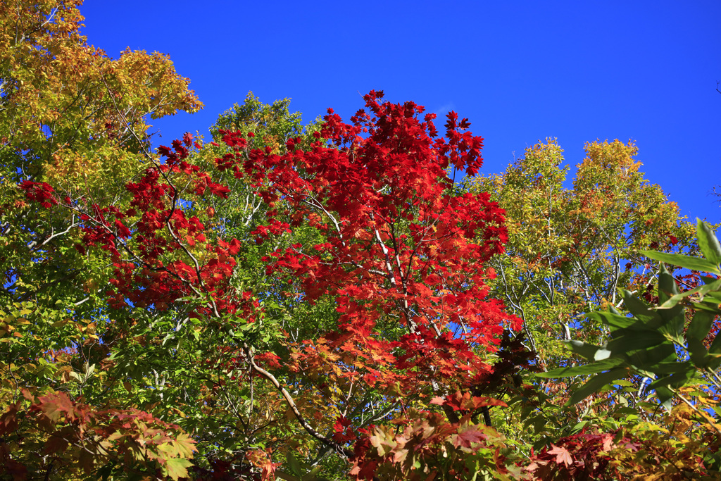 八甲田山の紅葉