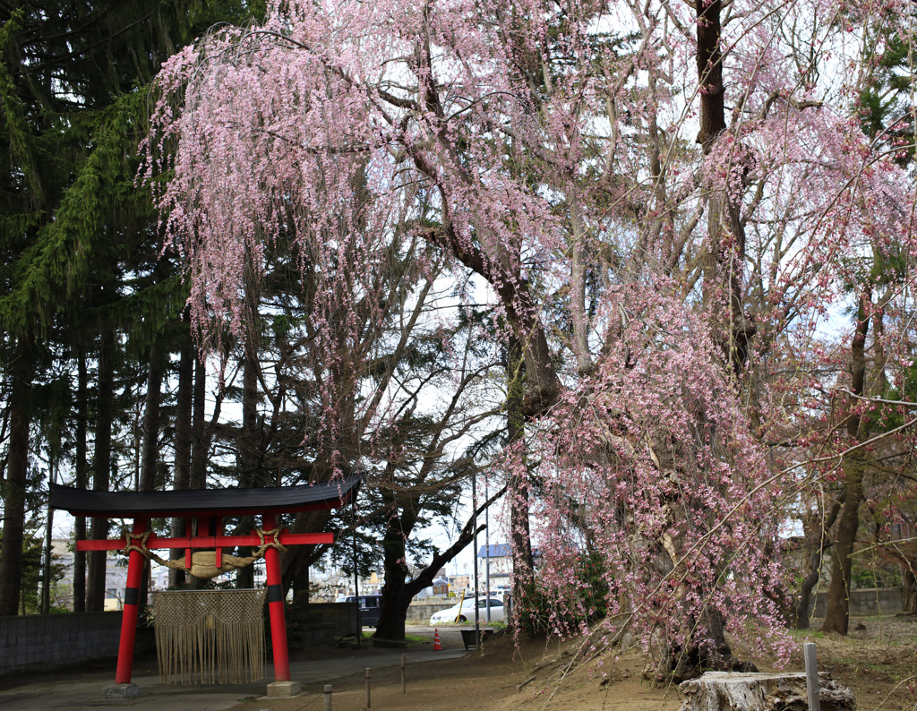 大星神社のしだれ桜