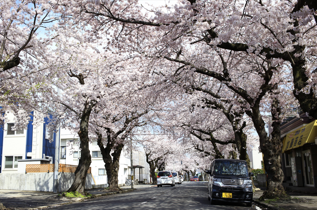 桜川の桜