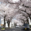 桜川の桜