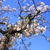 青空と桜