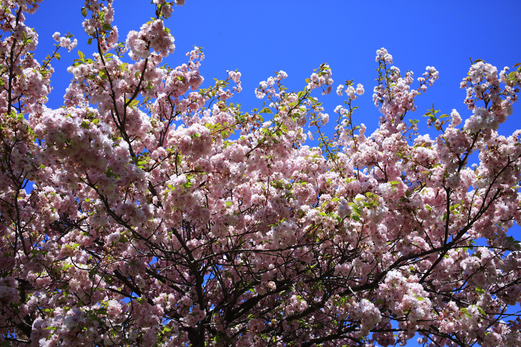 桜と青空