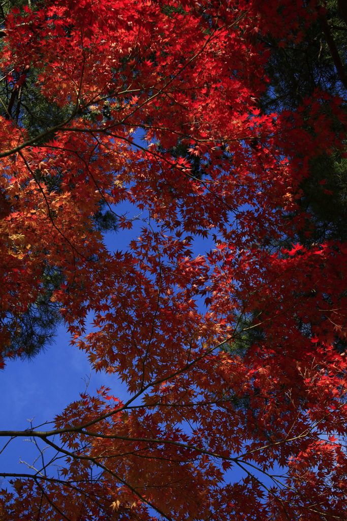 青空と紅葉