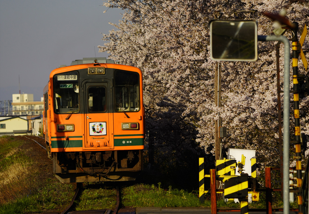 津軽鉄道と桜