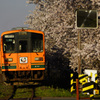津軽鉄道と桜