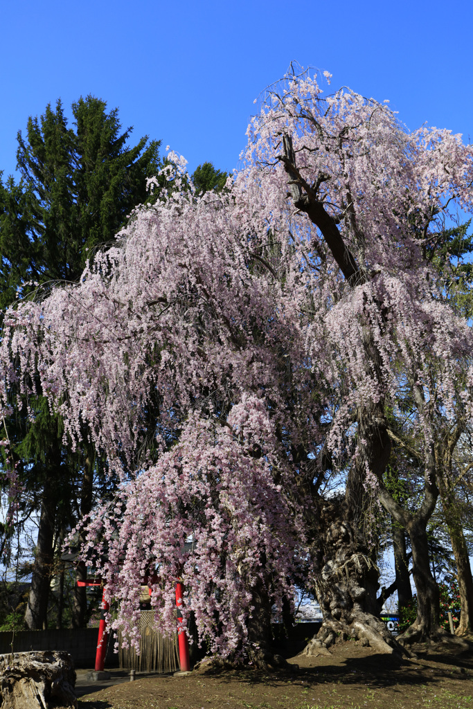 大星神社の枝垂桜