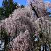 大星神社の枝垂桜