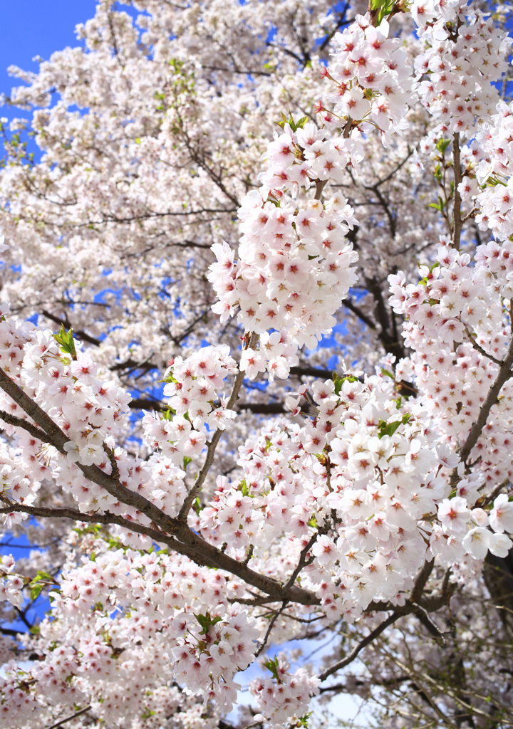 満開の桜