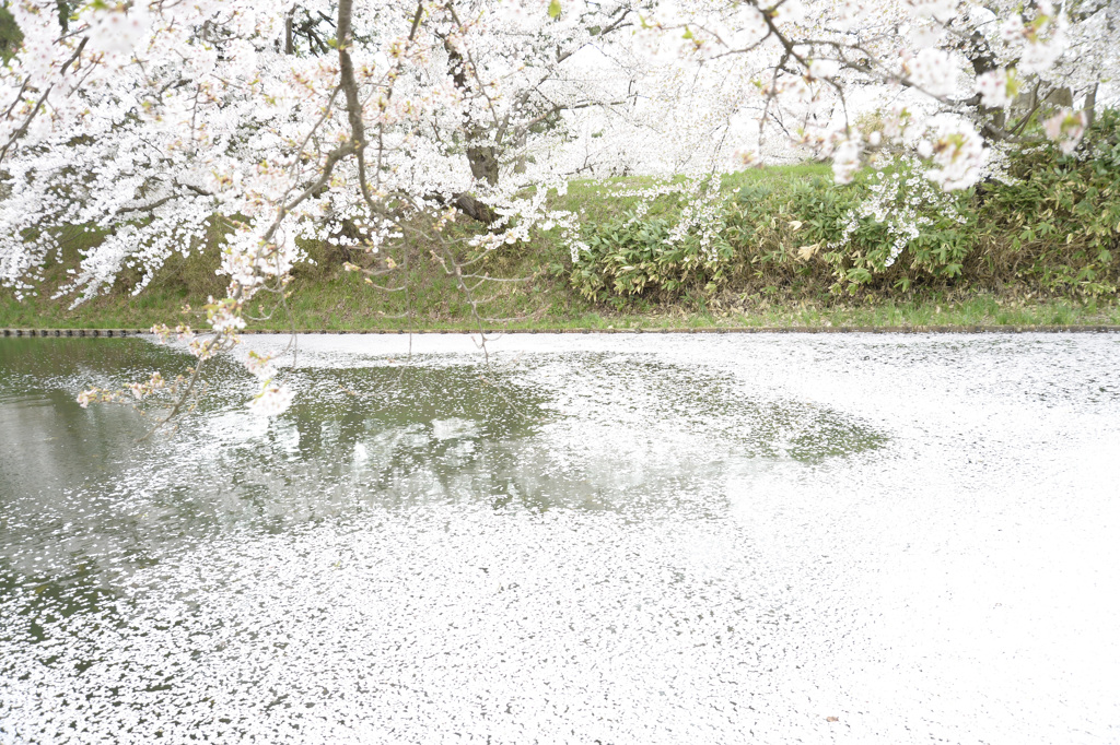 弘前城の桜