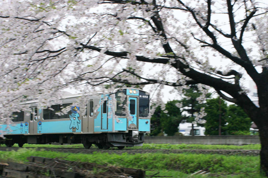 桜と青い森鉄道