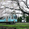 桜と青い森鉄道