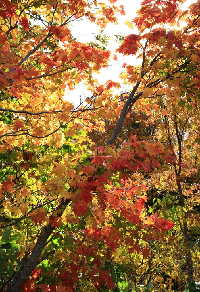 カラフルな紅葉