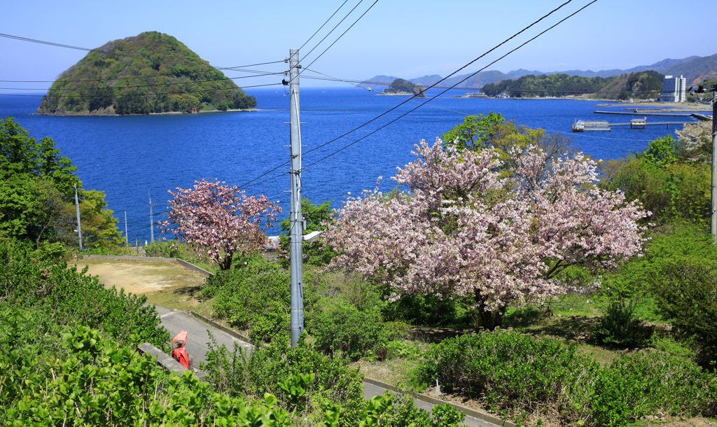 湯の島と桜