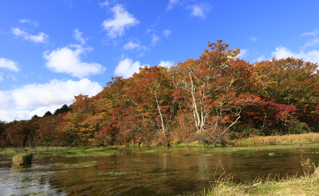 グダリ沼の紅葉