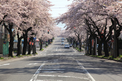 桜川の桜のトンネル