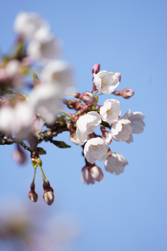 青空と桜