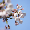 青空と桜