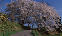 浪岡の桜