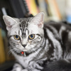 アメショーの子猫