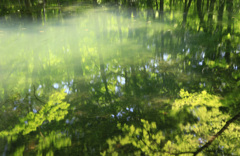 新緑の沼
