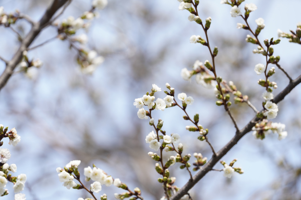 早咲きの桜