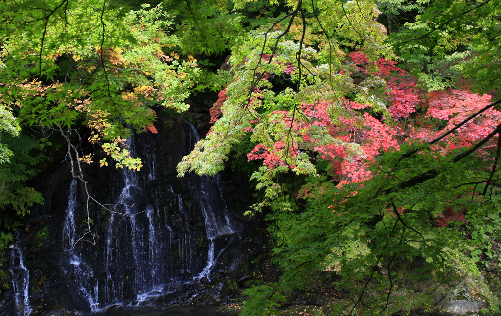 中野もみじ山の紅葉