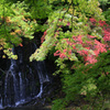 中野もみじ山の紅葉