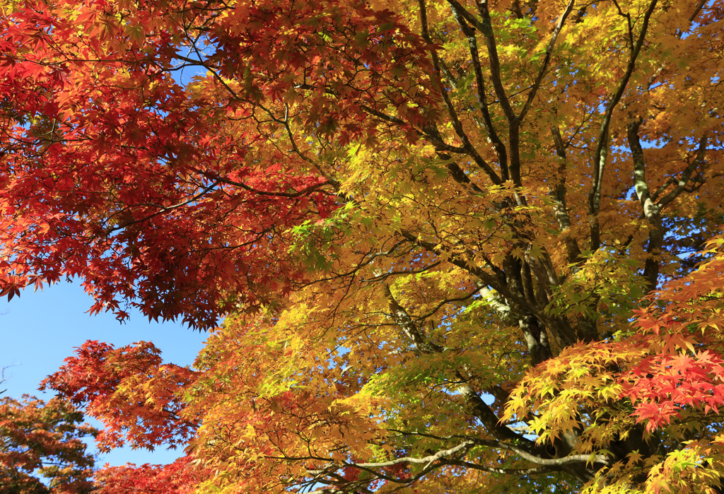 奥入瀬の紅葉