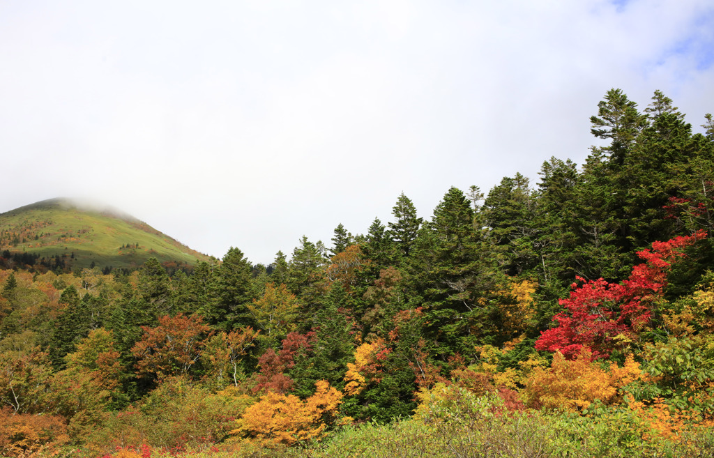 八甲田山の紅葉