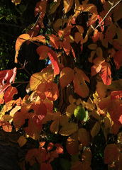 十和田湖の紅葉