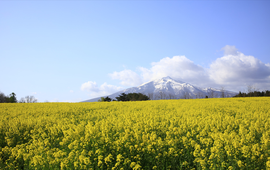 岩木山と菜の花