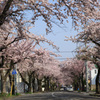 桜川の桜