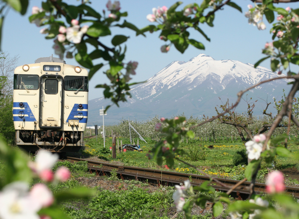 五能線とリンゴの花