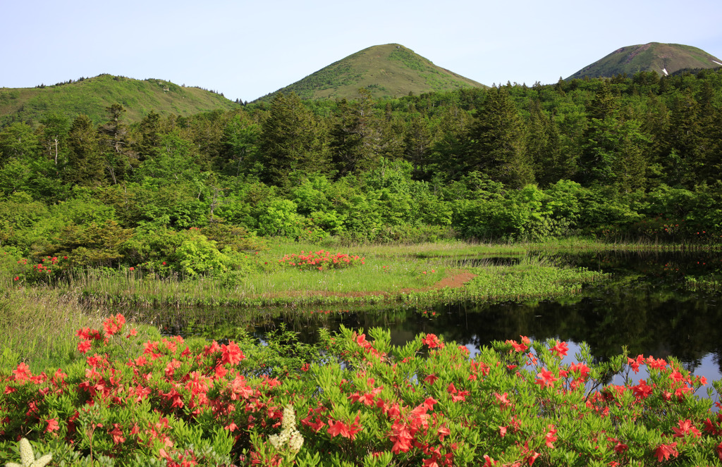 八甲田山　睡蓮沼