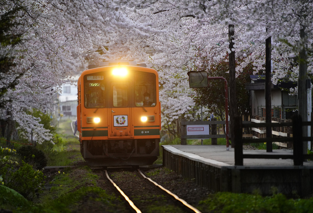 桜のトンネル　１