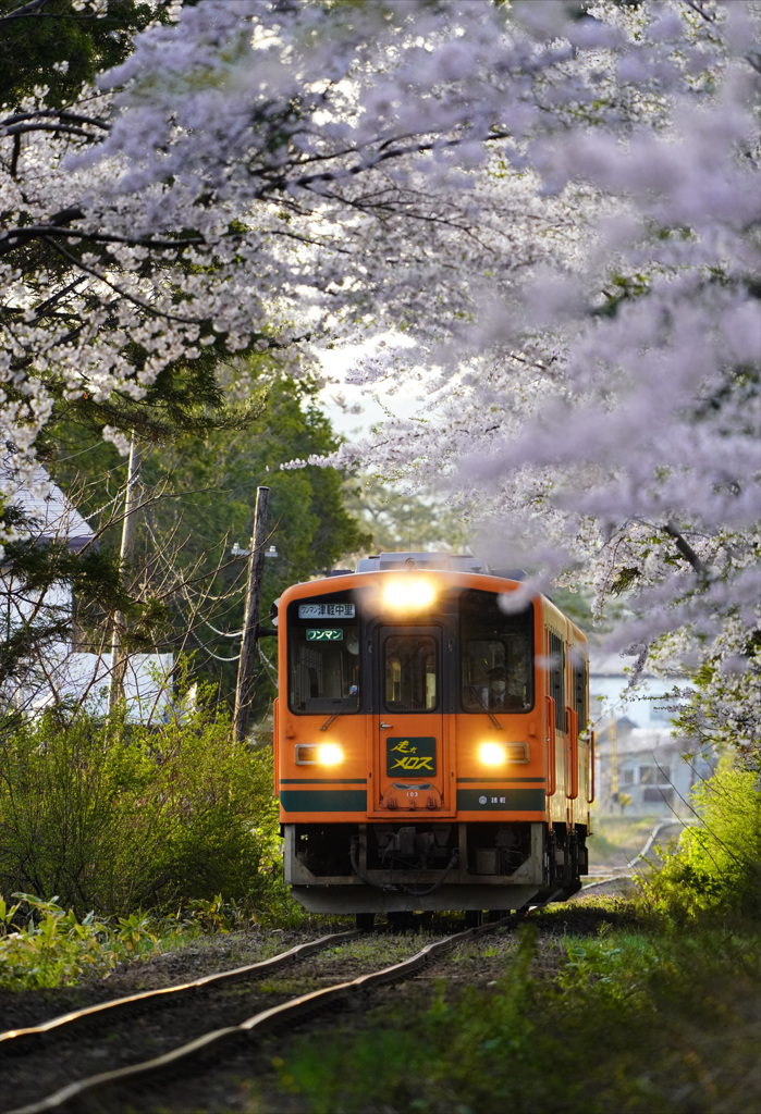 桜のトンネルと電車